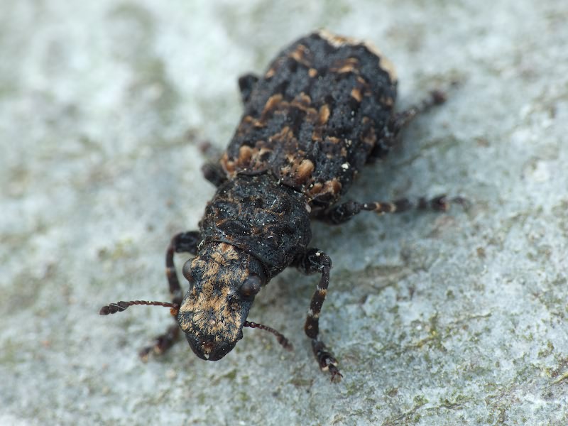 Platyrhinus resinosus (Scopoli, 1763)